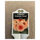 6 in pot LaBella Grande Coral Dahlia
