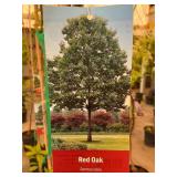 #5 Pot Red Oak