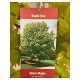#7 Pot Silver Maple