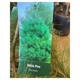 #3 Pot White Pine