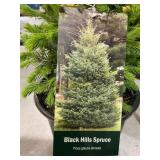 #1 Pot Black Hills Spruce