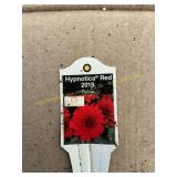 6 in pot Hypnotica Red Dahlia
