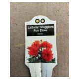 6 in pot LaBella Maggiore Fun Elmo Dahlia