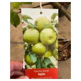 #5 pot Granny Smith Apple