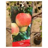 #5 pot Honey Crisp Apple