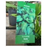 #1 pot Guacamole Hosta