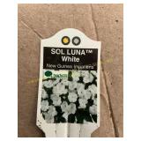 6 in pot Sol Luna White New Guinea Impatiens