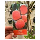 #5 pot Red Haven Peach