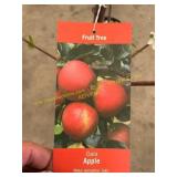 #5 pot Gala Apple