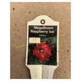 6 in pot Hypnotica Megaboom Raspberry Ice Dahlia