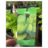 #1 pot Stained Glass Hosta