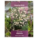 #3 Pot Snowball Viburnum