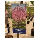 #5 pot Kwanzan Flowering Cherry