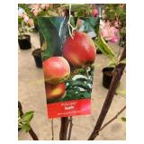 #5 pot Pink Lady Apple