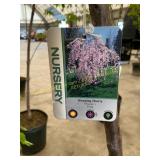 #7 pot Weeping Cherry