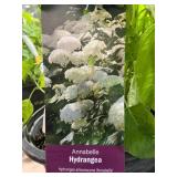 #3 Pot Annabelle Hydrangea