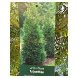 #7 Pot Green Giant Arborvitae