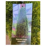 #7 Pot Emerald Green Arborvitae