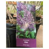 #3 Pot Common Lilac