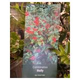 #3 Pot Combination Holly