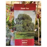 #5 Pot Weeping Willow