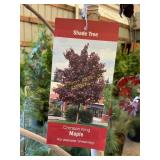 #10 Pot Crimson King Maple