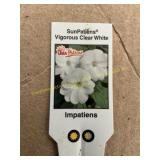 6 in pot Vigorous Clear White SunPatiens