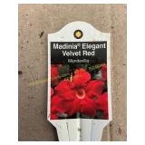 6 in pot Madinia Elegant Velvet Red Mandevilla