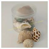 Hermit Crab Shells Medium to Large, Natural, anima