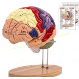 SFXYJ brain anatomy model (Brain Model)