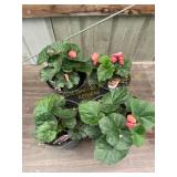 6 in pot assorted annuals (bidx4)