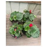 6 in pot assorted annuals (bidx4)