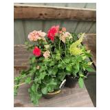6 in pot assorted annuals (bidx4)