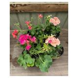 6 in pot assorted annuals (bidx4)