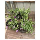 6 in pot assorted annuals (bidx4)