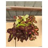 6 in pot assorted annuals (bidx4)