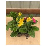6 in pot assorted annuals (bidx4)