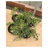 6 in pot assorted annuals (bidx4)