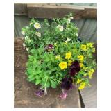 6 in pot assorted annuals (bidx4)