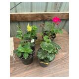 6 in pot assorted annuals (bidx4)