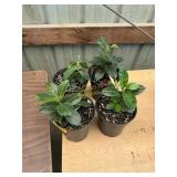 6 in pot assorted annuals (bidx4)