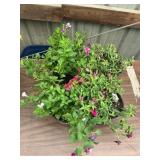 6 in pot assorted annuals (bidx4)