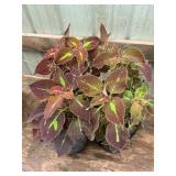 6 in pot assorted annuals (bidx4)