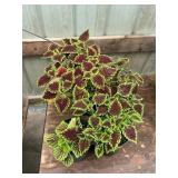 6 in pot assorted annuals (bidx4)