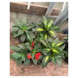 6 in pot assorted annuals (bidx4)