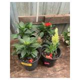 6 in pot assorted annuals (bidx4)