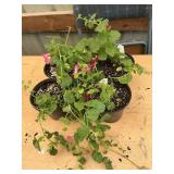 6 in pot assorted annuals (bidx4)