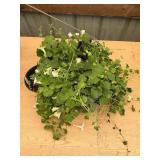 6 in pot assorted annuals (bidx4)