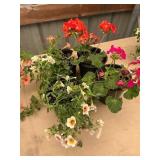 6 in pot assorted annuals (bidx4)