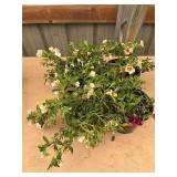6 in pot assorted annuals (bidx4)